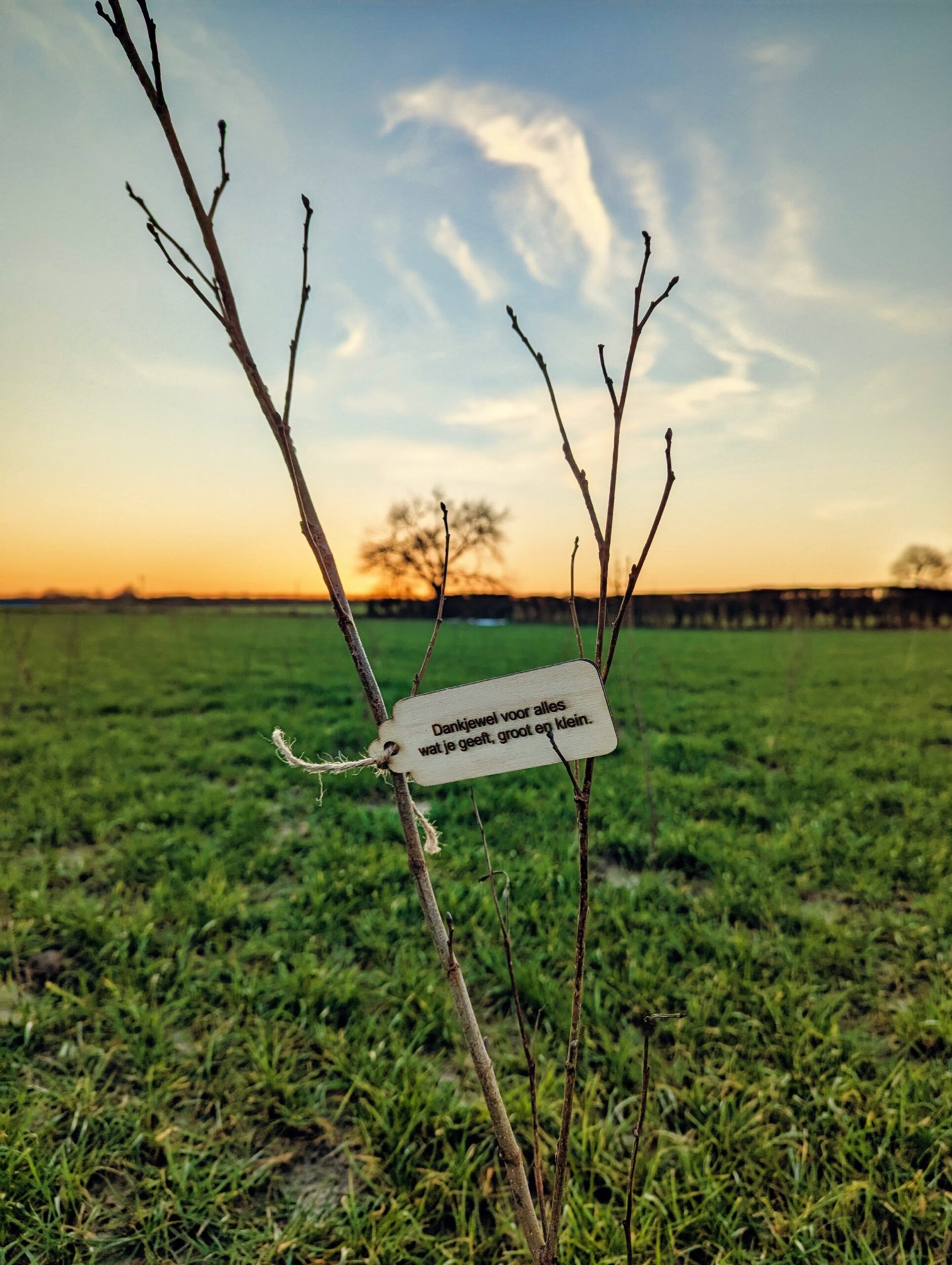 Gegraveerd houten plaatje aan een jonge boom in het Bollebos