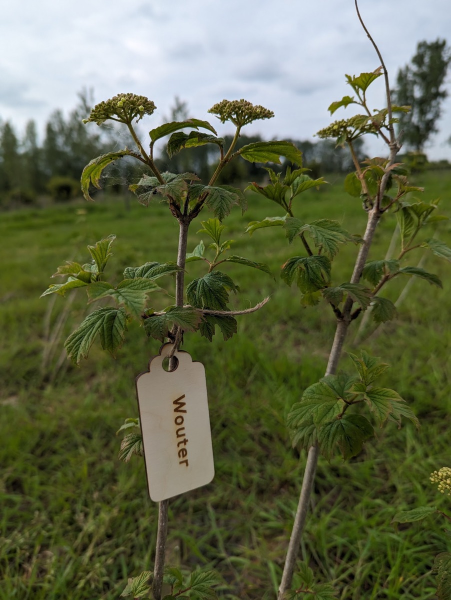 Gegraveerd plaatje met een naam aan een jonge boom