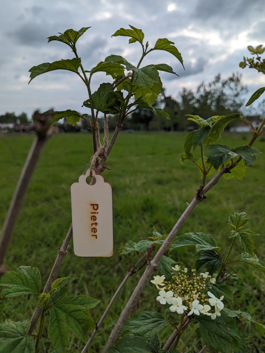 Houten plaatje met gegraveerde tekst aan een jonge boom