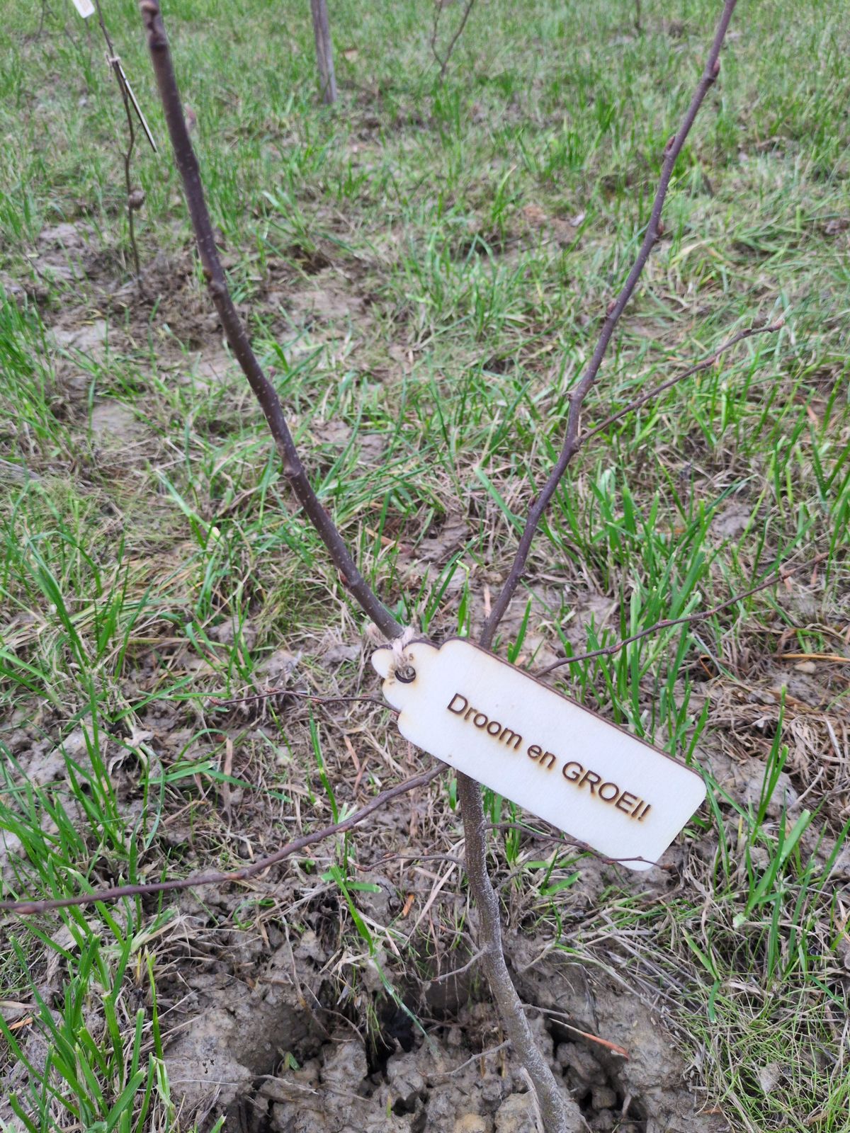 Boom in het Bollebos met een gegraveerd plaatje: Droom en groei!